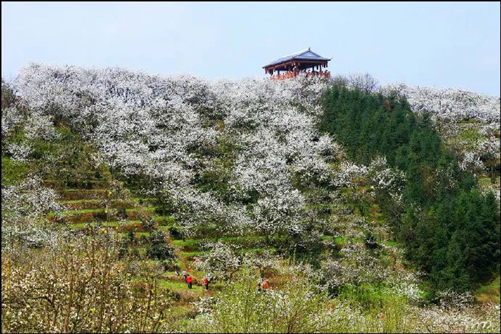 【春天，广西桂林灌阳县向您发出邀请！】我们在灌阳看梨花 - 游山玩水 - 邯郸生活社区 - 邯郸28生活网 hd.28life.net