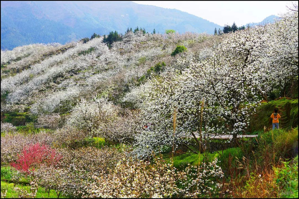【春天，广西桂林灌阳县向您发出邀请！】我们在灌阳看梨花 - 游山玩水 - 邯郸生活社区 - 邯郸28生活网 hd.28life.net