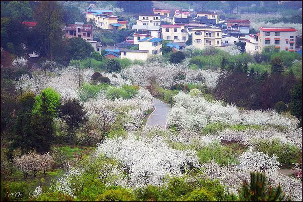 【春天，广西桂林灌阳县向您发出邀请！】我们在灌阳看梨花 - 游山玩水 - 邯郸生活社区 - 邯郸28生活网 hd.28life.net