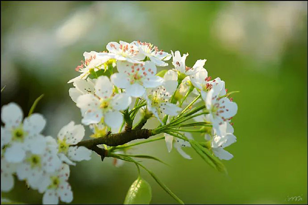 【春天，广西桂林灌阳县向您发出邀请！】我们在灌阳看梨花 - 游山玩水 - 邯郸生活社区 - 邯郸28生活网 hd.28life.net