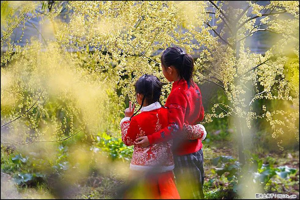 【春天，广西桂林灌阳县向您发出邀请！】米珠山前有片山苍子花在飘香 - 游山玩水 - 邯郸生活社区 - 邯郸28生活网 hd.28life.net