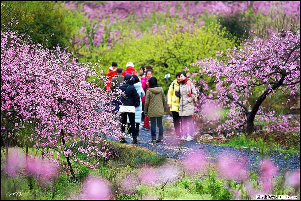 【春天，广西桂林灌阳县向您发出邀请！】官庄村有个醉美的桃花园 - 游山玩水 - 邯郸生活社区 - 邯郸28生活网 hd.28life.net