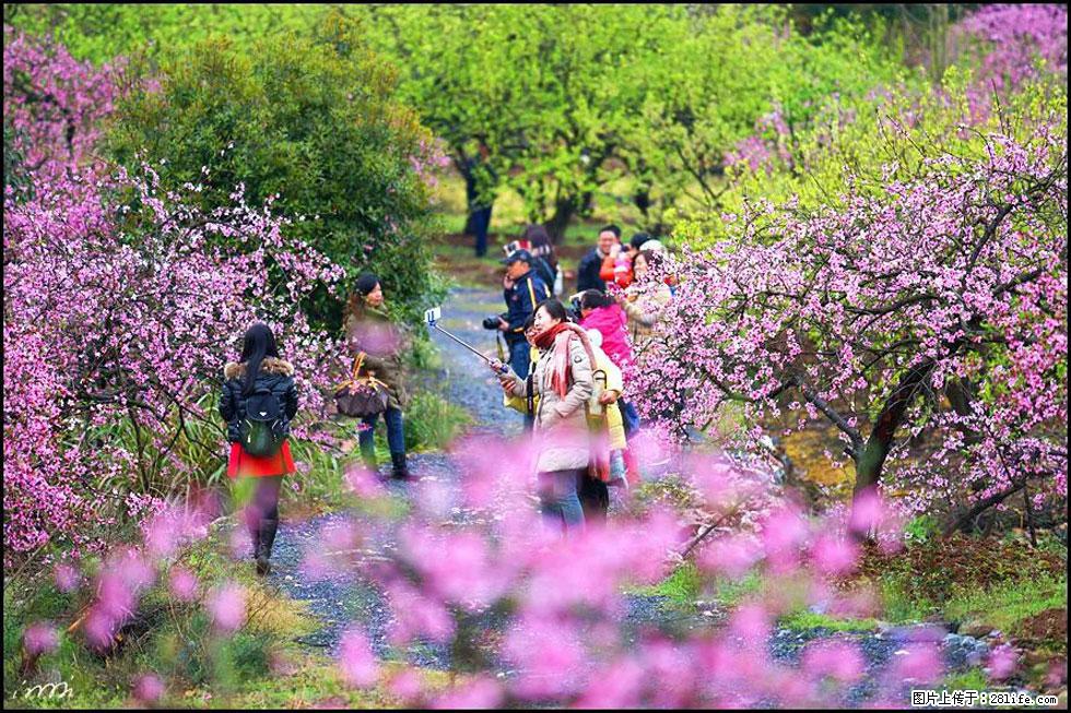 【春天，广西桂林灌阳县向您发出邀请！】官庄村有个醉美的桃花园 - 游山玩水 - 邯郸生活社区 - 邯郸28生活网 hd.28life.net