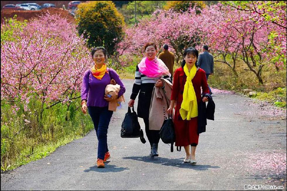 【春天，广西桂林灌阳县向您发出邀请！】官庄村有个醉美的桃花园 - 游山玩水 - 邯郸生活社区 - 邯郸28生活网 hd.28life.net