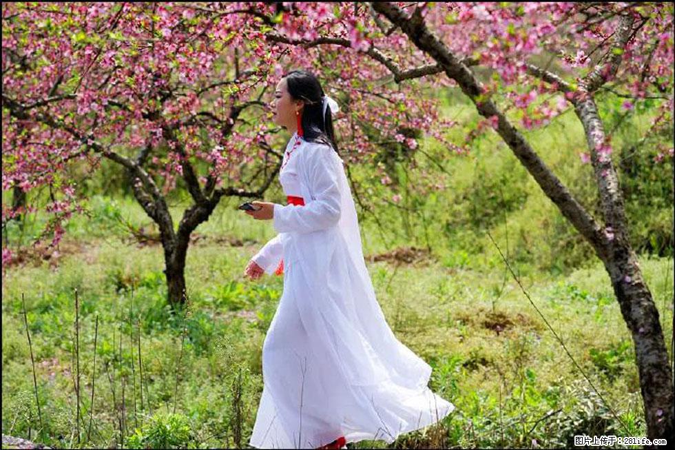 【春天，广西桂林灌阳县向您发出邀请！】官庄村有个醉美的桃花园 - 游山玩水 - 邯郸生活社区 - 邯郸28生活网 hd.28life.net
