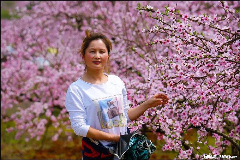 【春天，广西桂林灌阳县向您发出邀请！】官庄村有个醉美的桃花园 - 游山玩水 - 邯郸生活社区 - 邯郸28生活网 hd.28life.net
