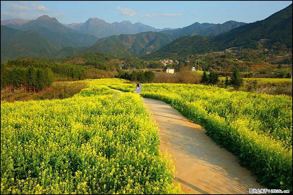 【春天，广西桂林灌阳县向您发出邀请！】长坪村油菜盛情花开 - 游山玩水 - 邯郸生活社区 - 邯郸28生活网 hd.28life.net
