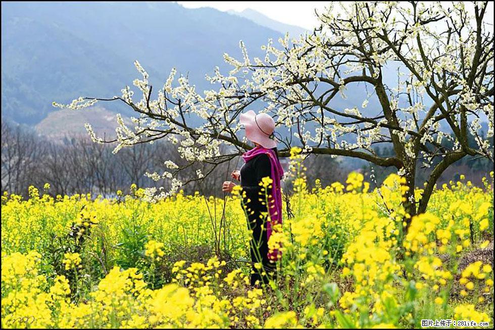 【春天，广西桂林灌阳县向您发出邀请！】长坪村油菜盛情花开 - 游山玩水 - 邯郸生活社区 - 邯郸28生活网 hd.28life.net