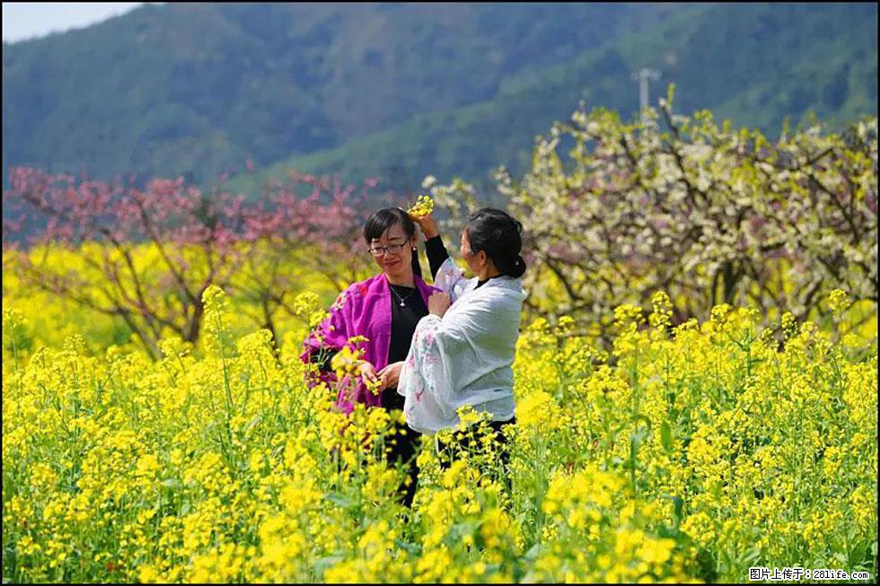 【春天，广西桂林灌阳县向您发出邀请！】长坪村油菜盛情花开 - 游山玩水 - 邯郸生活社区 - 邯郸28生活网 hd.28life.net