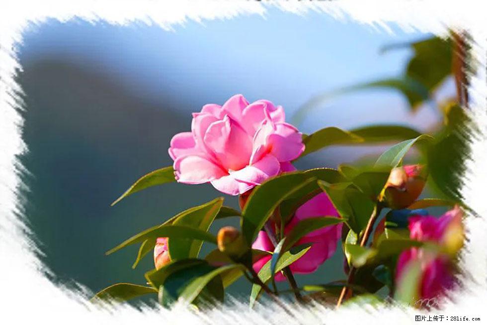 【春天，广西桂林灌阳县向您发出邀请！】杨柳井茶花惹人爱 - 游山玩水 - 邯郸生活社区 - 邯郸28生活网 hd.28life.net