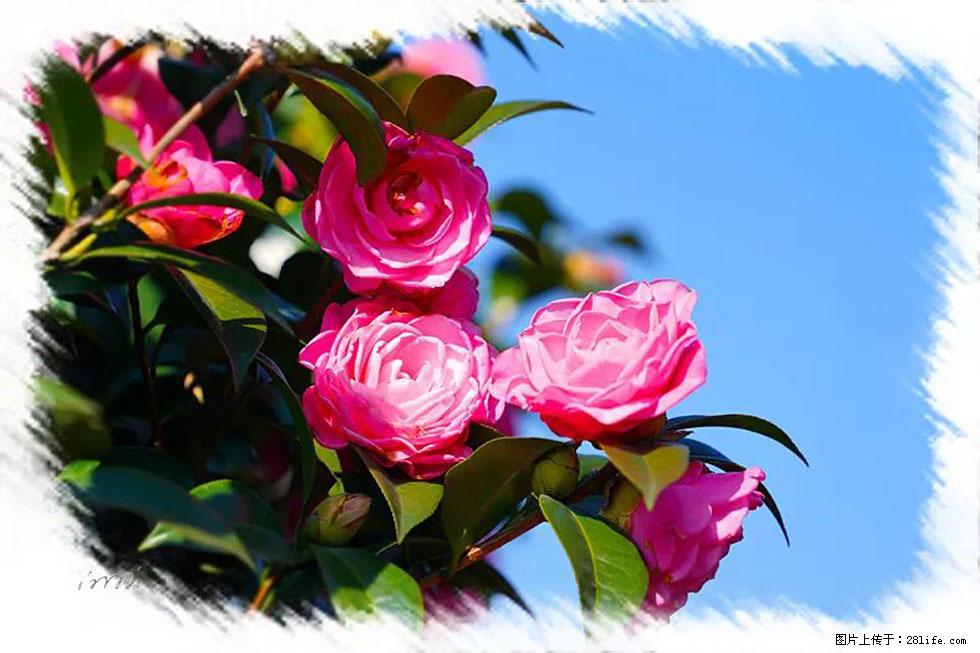 【春天，广西桂林灌阳县向您发出邀请！】杨柳井茶花惹人爱 - 游山玩水 - 邯郸生活社区 - 邯郸28生活网 hd.28life.net