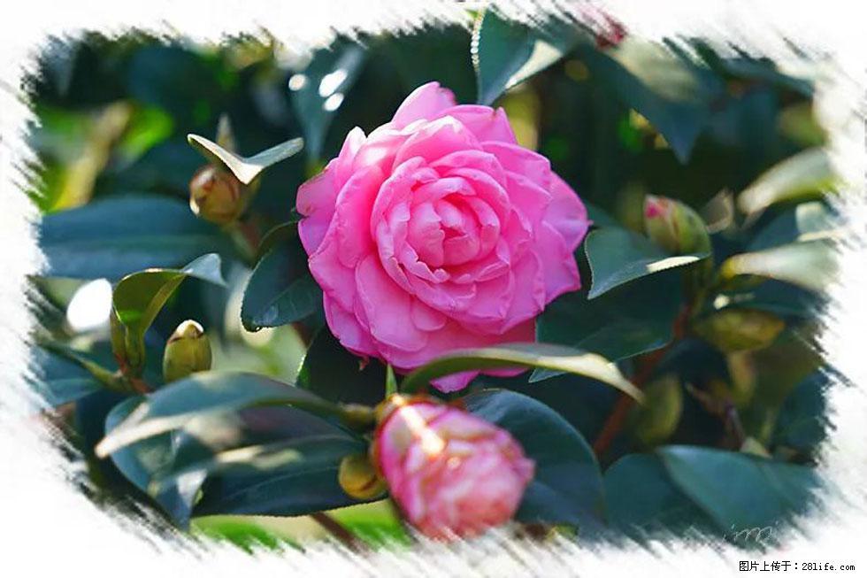 【春天，广西桂林灌阳县向您发出邀请！】杨柳井茶花惹人爱 - 游山玩水 - 邯郸生活社区 - 邯郸28生活网 hd.28life.net