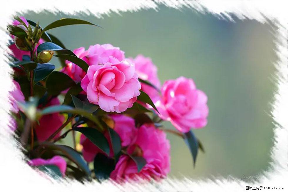 【春天，广西桂林灌阳县向您发出邀请！】杨柳井茶花惹人爱 - 游山玩水 - 邯郸生活社区 - 邯郸28生活网 hd.28life.net