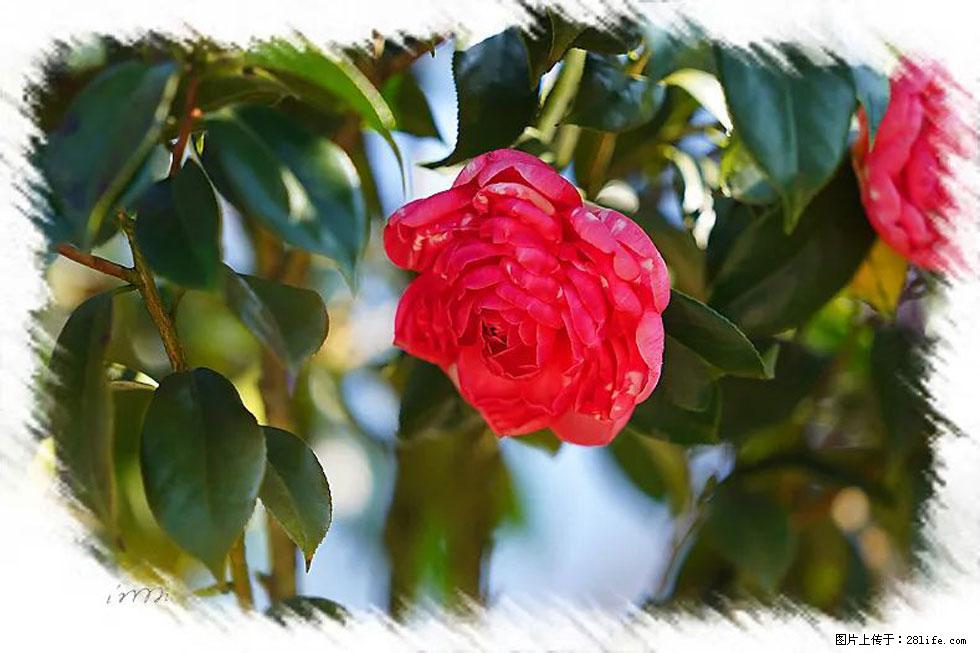 【春天，广西桂林灌阳县向您发出邀请！】杨柳井茶花惹人爱 - 游山玩水 - 邯郸生活社区 - 邯郸28生活网 hd.28life.net