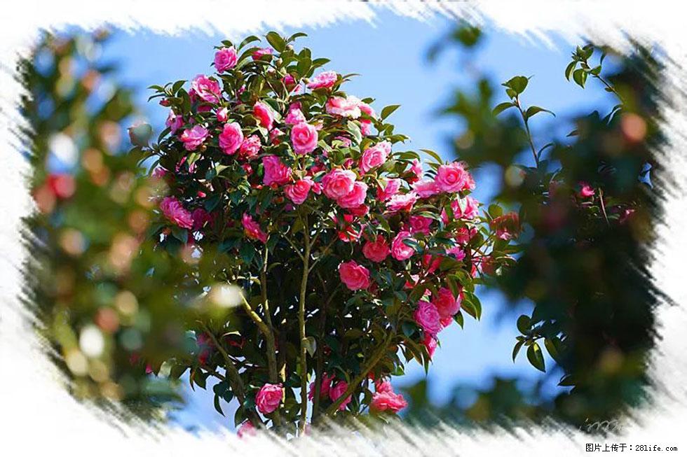 【春天，广西桂林灌阳县向您发出邀请！】杨柳井茶花惹人爱 - 游山玩水 - 邯郸生活社区 - 邯郸28生活网 hd.28life.net
