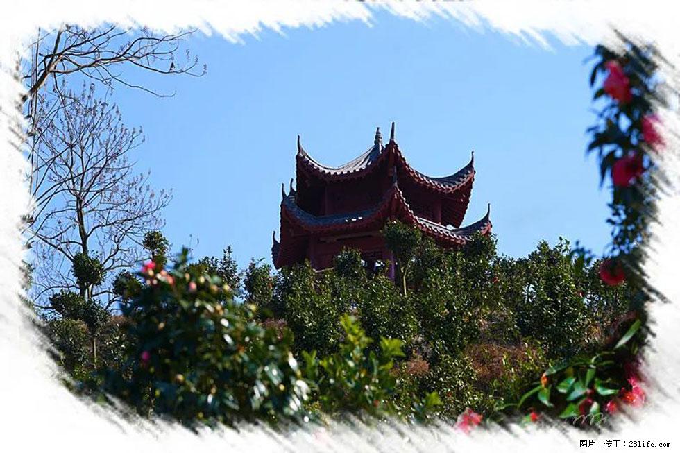 【春天，广西桂林灌阳县向您发出邀请！】杨柳井茶花惹人爱 - 游山玩水 - 邯郸生活社区 - 邯郸28生活网 hd.28life.net