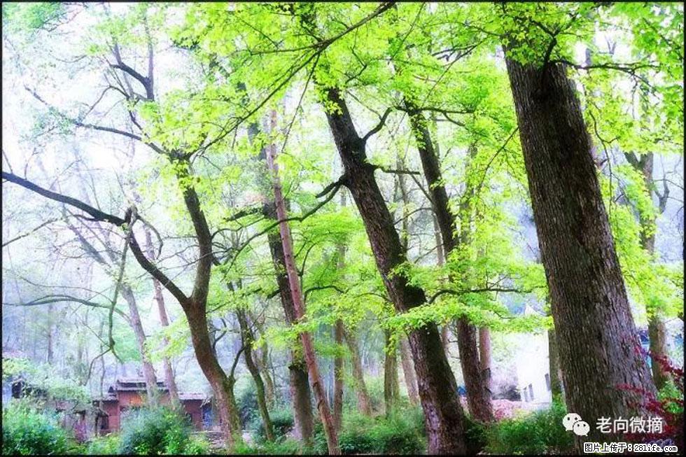 【春天，广西桂林灌阳县向您发出邀请！】在小龙村与春天约会 - 游山玩水 - 邯郸生活社区 - 邯郸28生活网 hd.28life.net