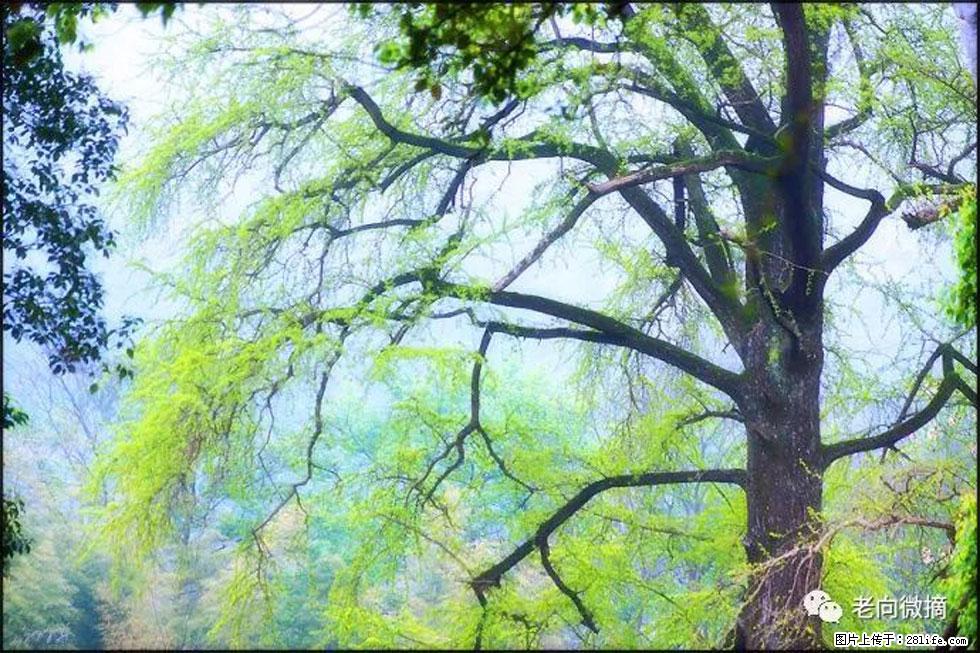 【春天，广西桂林灌阳县向您发出邀请！】在小龙村与春天约会 - 游山玩水 - 邯郸生活社区 - 邯郸28生活网 hd.28life.net
