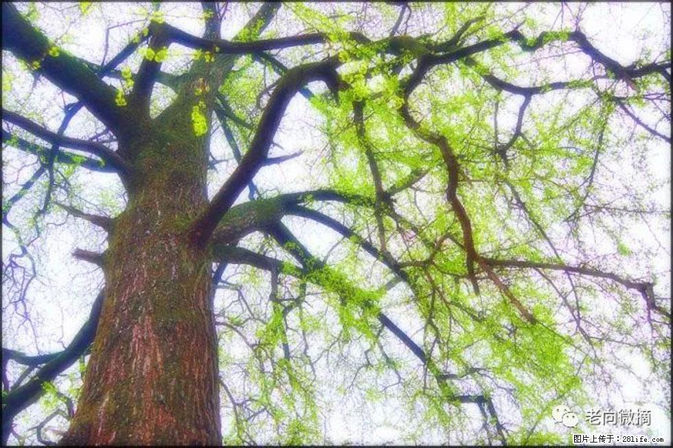 【春天，广西桂林灌阳县向您发出邀请！】在小龙村与春天约会 - 游山玩水 - 邯郸生活社区 - 邯郸28生活网 hd.28life.net