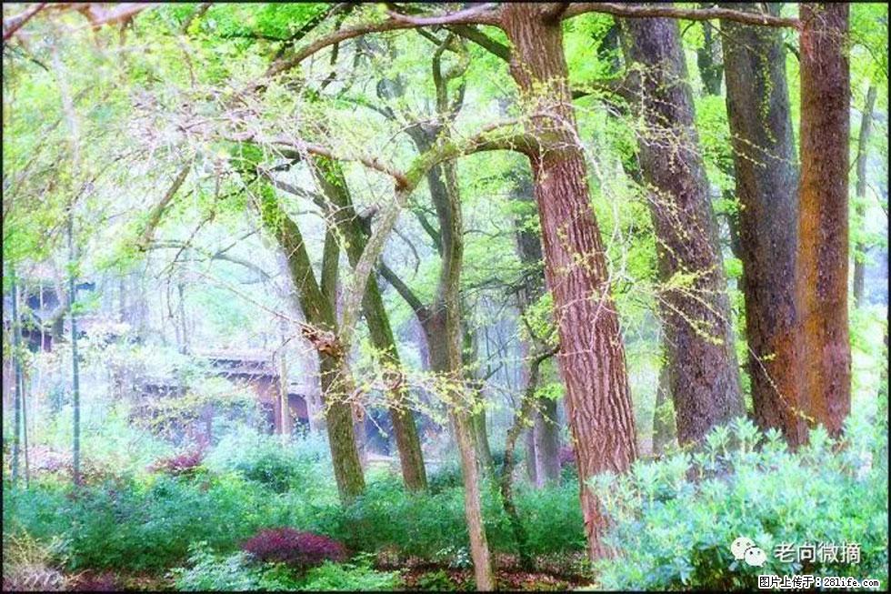 【春天，广西桂林灌阳县向您发出邀请！】在小龙村与春天约会 - 游山玩水 - 邯郸生活社区 - 邯郸28生活网 hd.28life.net
