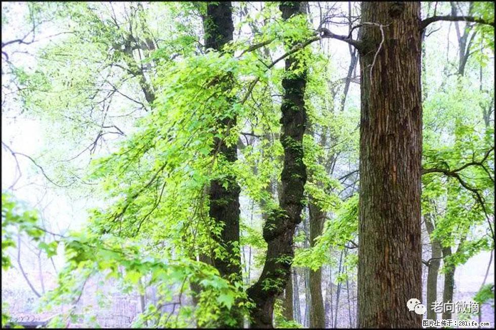 【春天，广西桂林灌阳县向您发出邀请！】在小龙村与春天约会 - 游山玩水 - 邯郸生活社区 - 邯郸28生活网 hd.28life.net