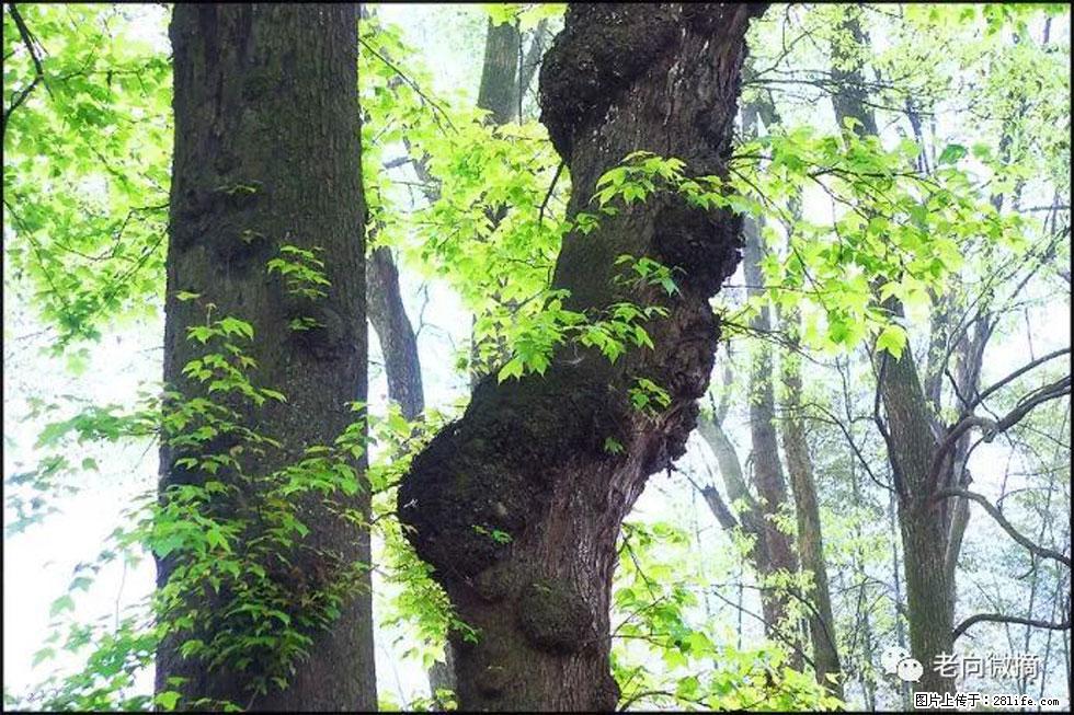 【春天，广西桂林灌阳县向您发出邀请！】在小龙村与春天约会 - 游山玩水 - 邯郸生活社区 - 邯郸28生活网 hd.28life.net