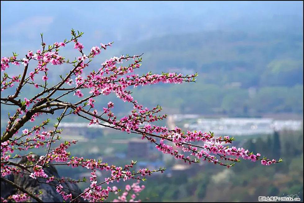 【春天，广西桂林灌阳县向您发出邀请！】望月岭上桃花开 - 游山玩水 - 邯郸生活社区 - 邯郸28生活网 hd.28life.net