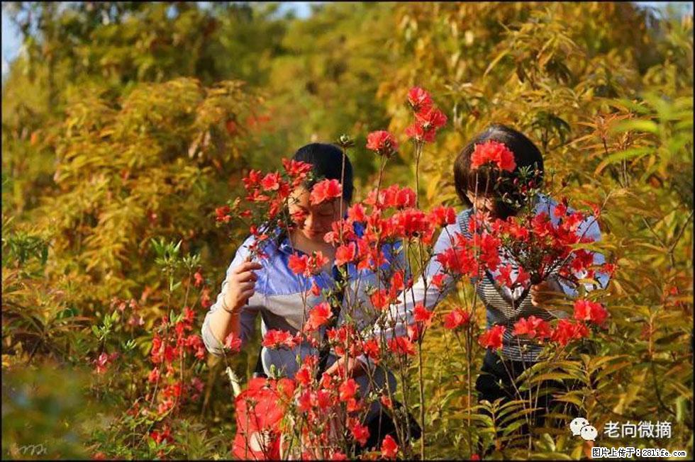 【春天，广西桂林灌阳县向您发出邀请！】登麒麟山，相约映山红 - 游山玩水 - 邯郸生活社区 - 邯郸28生活网 hd.28life.net