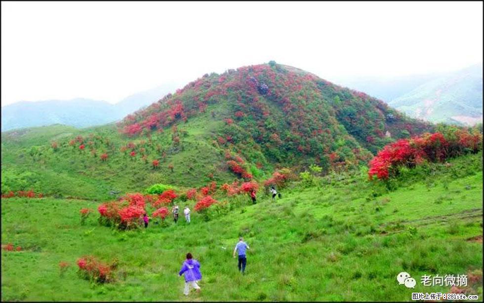 【春天，广西桂林灌阳县向您发出邀请！】宝盖山上映山红 - 游山玩水 - 邯郸生活社区 - 邯郸28生活网 hd.28life.net