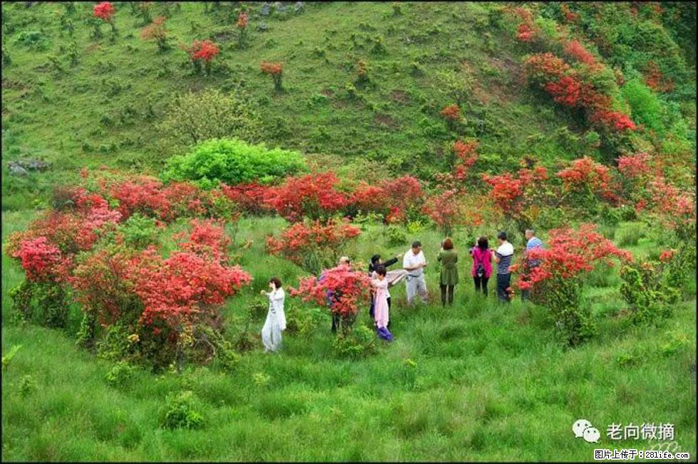 【春天，广西桂林灌阳县向您发出邀请！】宝盖山上映山红 - 游山玩水 - 邯郸生活社区 - 邯郸28生活网 hd.28life.net