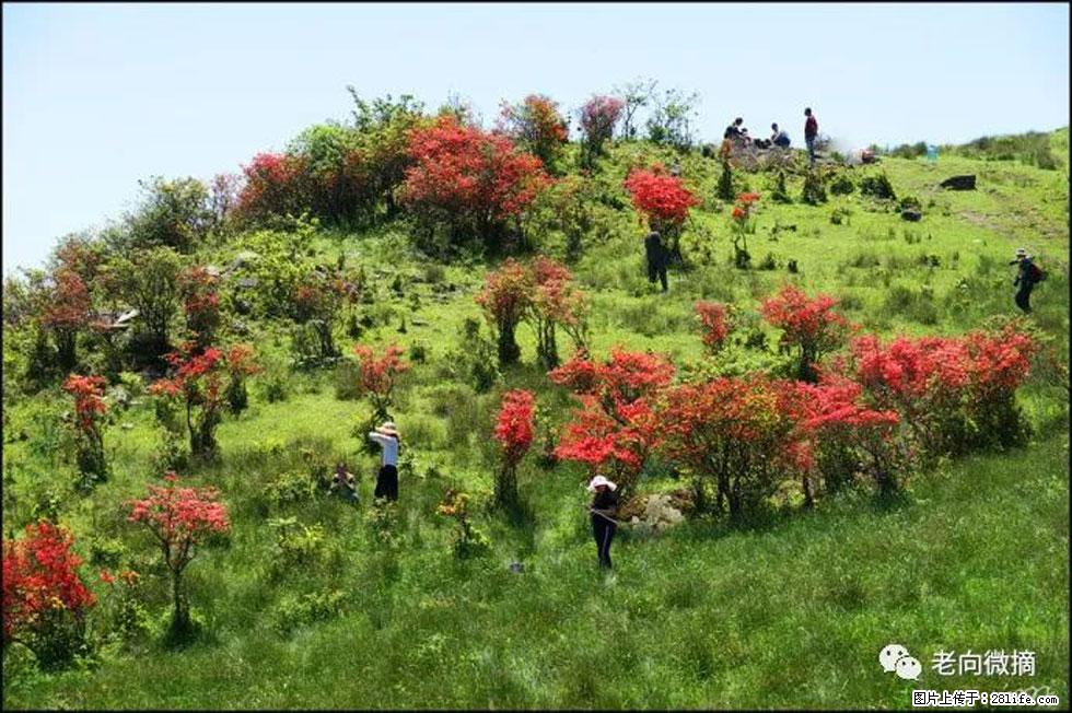 【春天，广西桂林灌阳县向您发出邀请！】宝盖山上映山红 - 游山玩水 - 邯郸生活社区 - 邯郸28生活网 hd.28life.net
