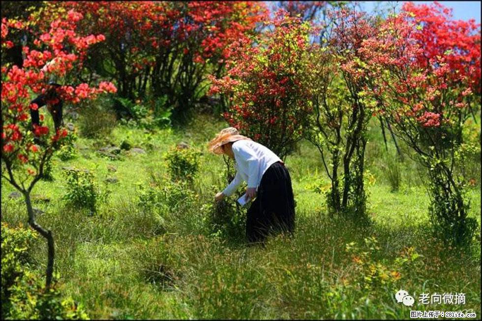 【春天，广西桂林灌阳县向您发出邀请！】宝盖山上映山红 - 游山玩水 - 邯郸生活社区 - 邯郸28生活网 hd.28life.net