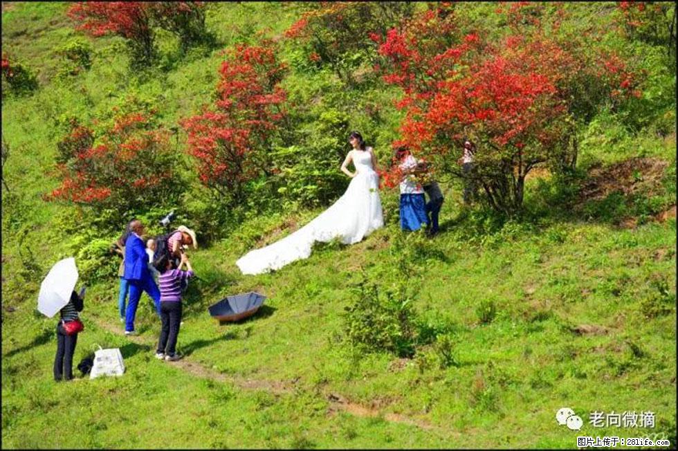 【春天，广西桂林灌阳县向您发出邀请！】宝盖山上映山红 - 游山玩水 - 邯郸生活社区 - 邯郸28生活网 hd.28life.net
