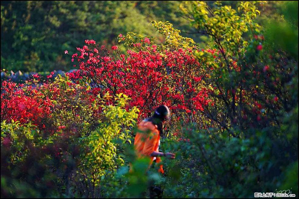 【春天，广西桂林灌阳县向您发出邀请！】春木界上映山红 - 游山玩水 - 邯郸生活社区 - 邯郸28生活网 hd.28life.net