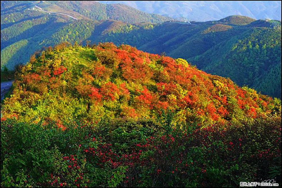 【春天，广西桂林灌阳县向您发出邀请！】春木界上映山红 - 游山玩水 - 邯郸生活社区 - 邯郸28生活网 hd.28life.net