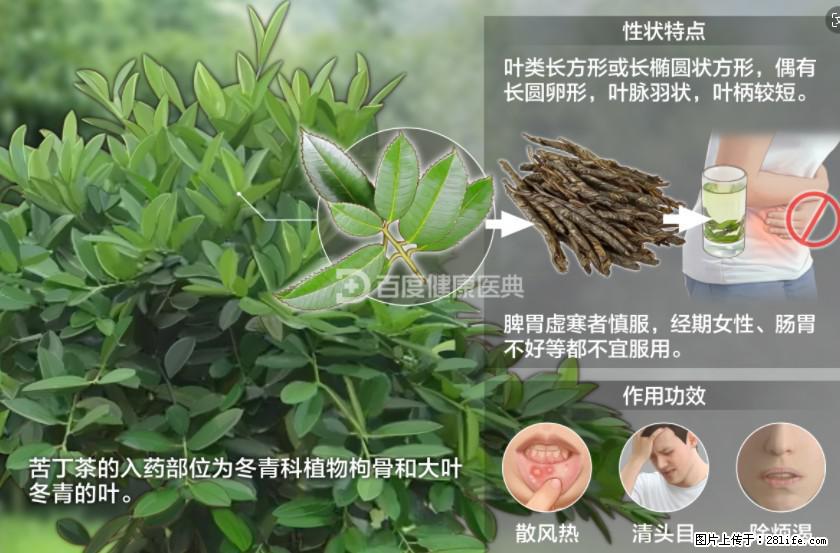 苦丁茶有哪些功效和作用 - 生活百科 - 邯郸生活社区 - 邯郸28生活网 hd.28life.net