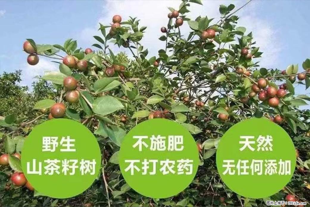 【灌阳县油茶产业示范区】一个有着充实的精神生活的人，对待身外之物自会有一种淡泊的态度 - 土特产 - 饮食特产 - 邯郸分类信息 - 邯郸28生活网 hd.28life.net