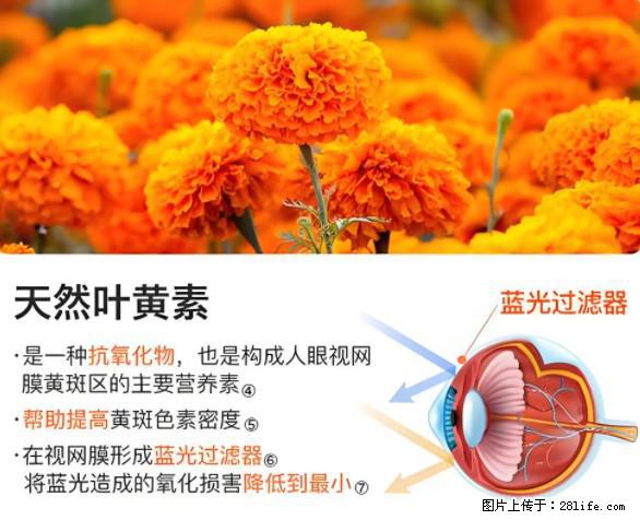 叶黄素有什么功效和作用 - 生活百科 - 邯郸生活社区 - 邯郸28生活网 hd.28life.net