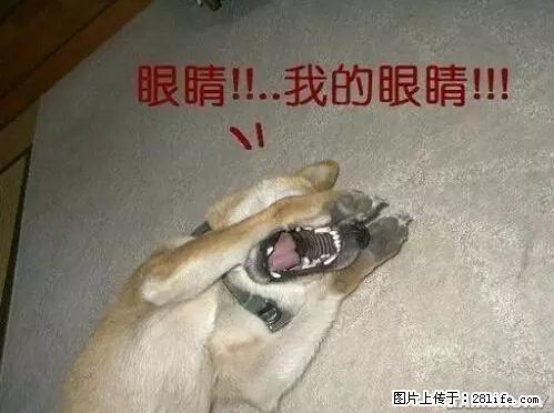 笑癫了！一女的怀孕三年未生，他终于忍不住了... - 娱乐八卦 - 邯郸生活社区 - 邯郸28生活网 hd.28life.net