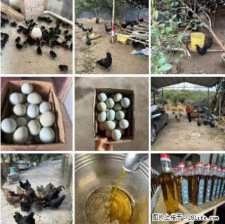 油茶园从小鸡仔开始养起的纯土鸡、土鸡蛋可以预定啦！还有前几天刚榨的纯山茶油哦 - 邯郸28生活网 hd.28life.net