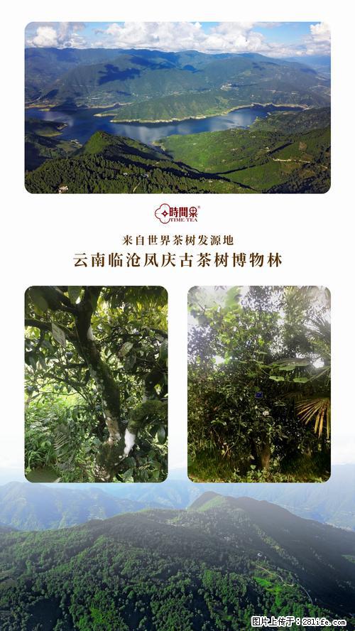 时间果百年古树2025年春红茶 - 购物交流 - 邯郸生活社区 - 邯郸28生活网 hd.28life.net