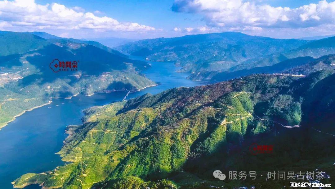 时间果百年古树龙珠普洱生茶 - 购物交流 - 邯郸生活社区 - 邯郸28生活网 hd.28life.net