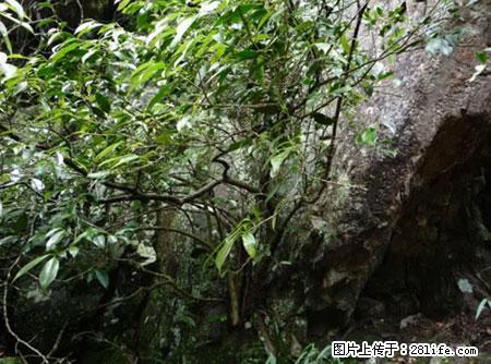 平乐石崖茶，珍贵仅次于金花茶 - 邯郸生活资讯 - 邯郸28生活网 hd.28life.net