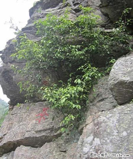 平乐石崖茶，珍贵仅次于金花茶 - 邯郸生活资讯 - 邯郸28生活网 hd.28life.net
