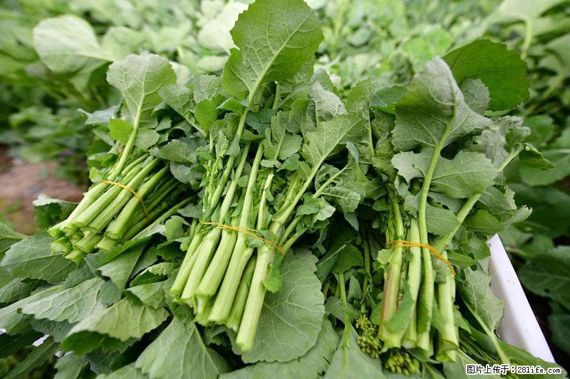 这些蔬菜是“天然钙片”，这6种被医生重点推荐 - 邯郸生活资讯 - 邯郸28生活网 hd.28life.net